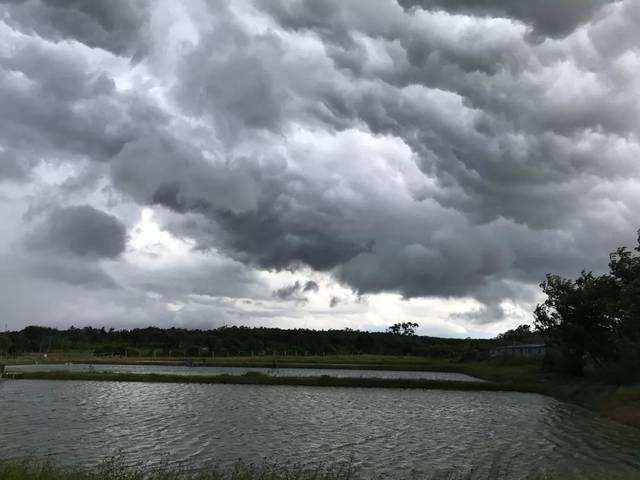 怎么给观赏鱼投喂饲料,观赏鱼投喂活食