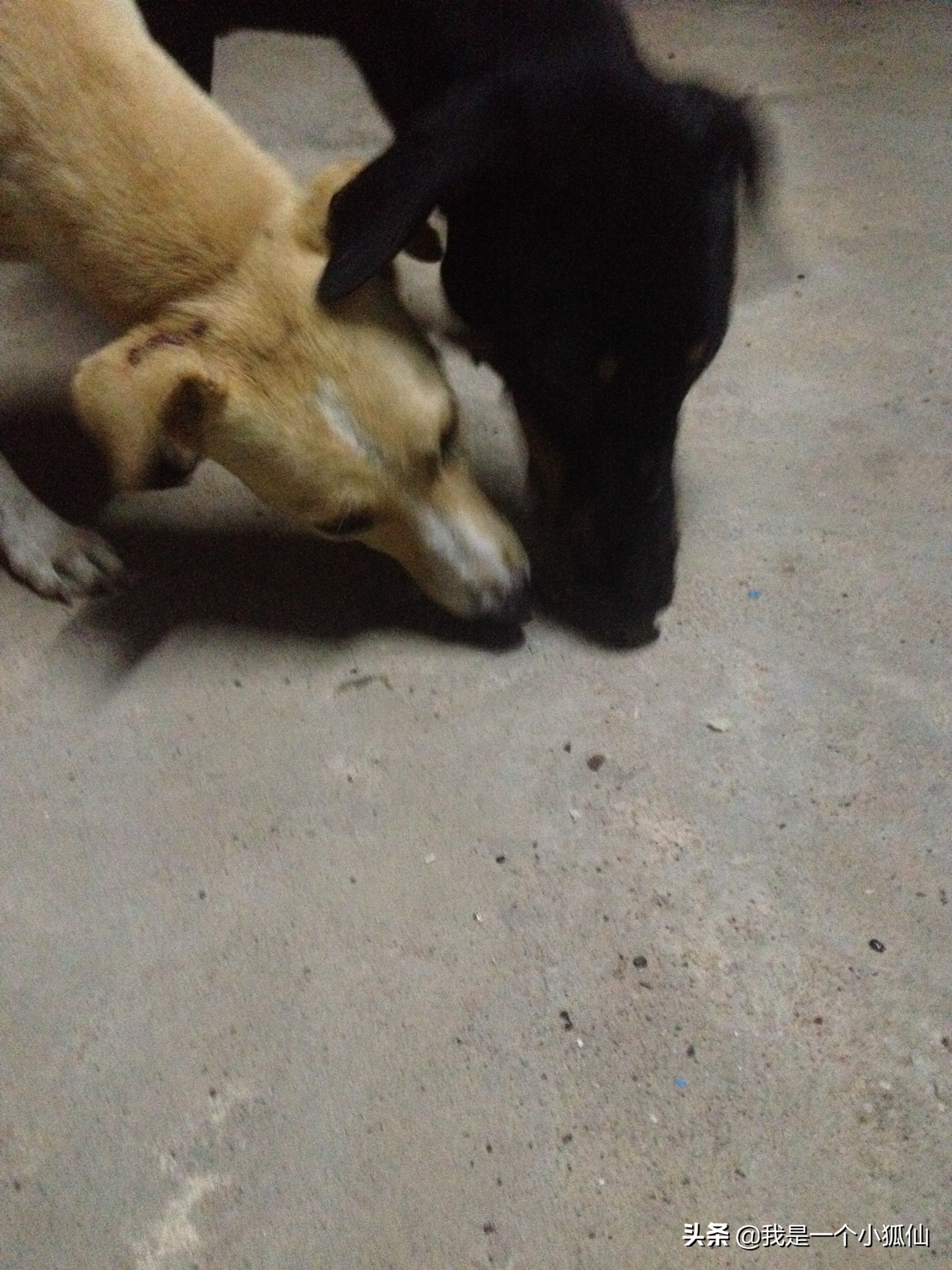 在安哥拉买了几块黑人种的山药,不好吃,我吃一半给狗吃了一半