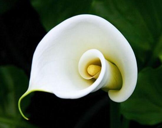 马蹄莲施肥的正确方法,马蹄莲怎么施肥施什么肥