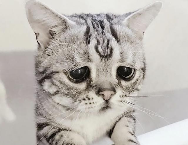 猫得了抑郁症，如何治疗？