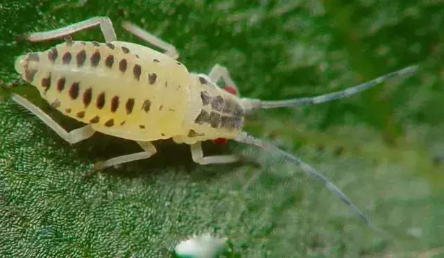 蔬菜苗期地下害虫防治,蔬菜害虫最佳防治方法