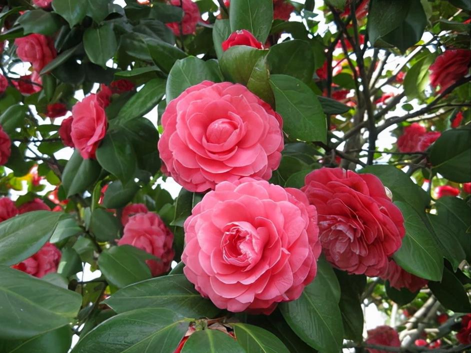 常见花卉养殖总汇,各种花卉植物养殖方法??