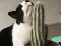 喜马拉雅猫性格特征,性格比较好的猫品种有哪些