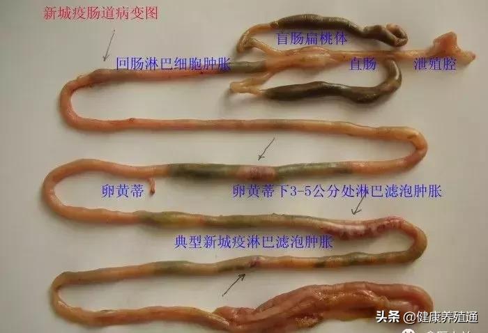 家禽与家禽解剖的不同点,家禽疾病诊断及解剖步骤