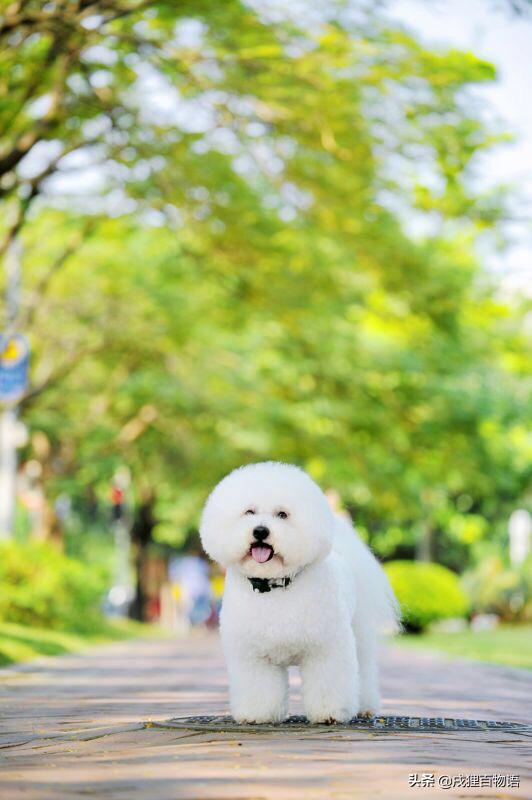 疫情期间宠物引起的疾病,疫情期间宠物便秘怎么解决