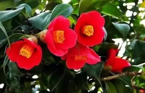 河南城市的市花有哪些花,全国56市市花图片