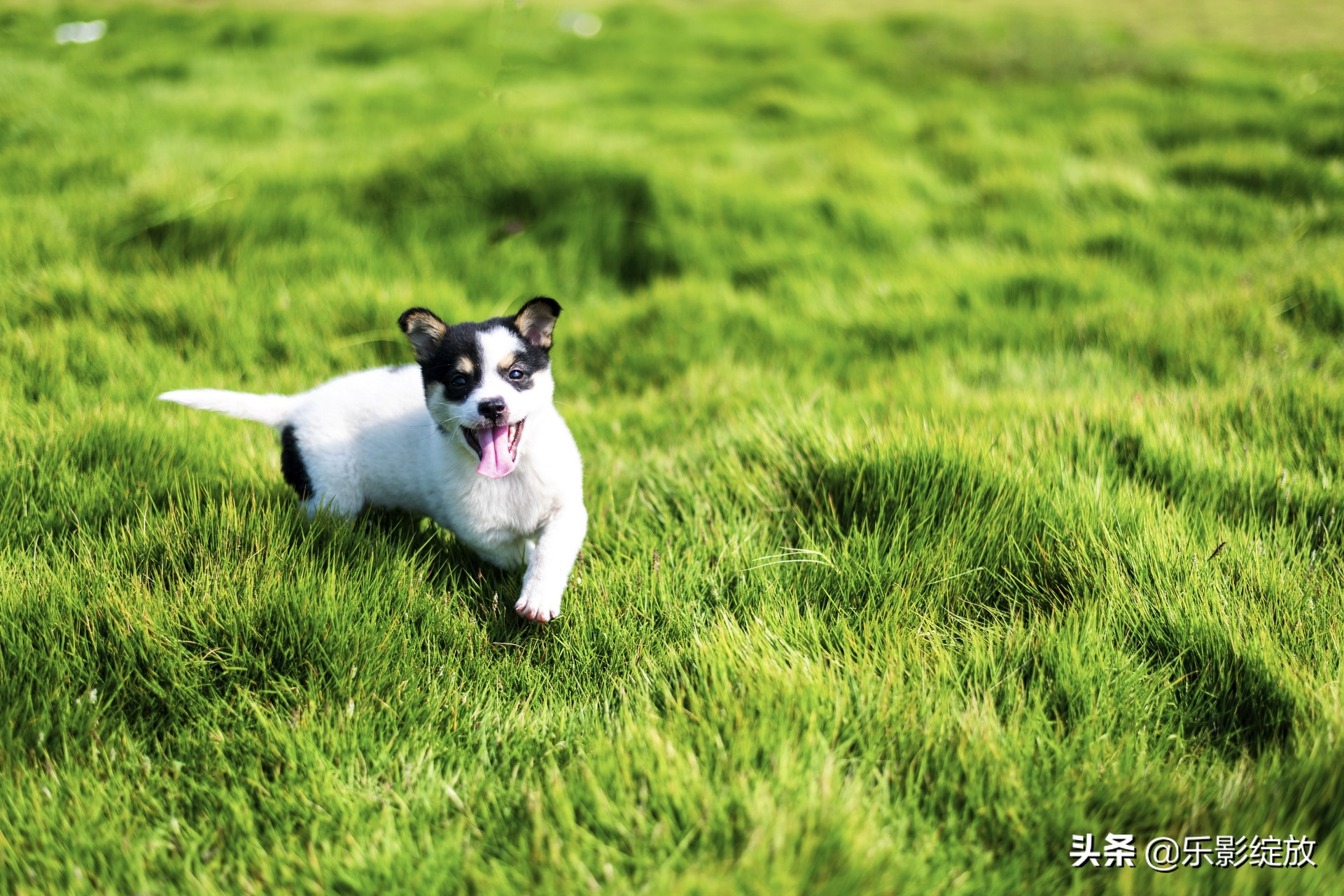 带小花狗去野外生存,带着小花去兜风