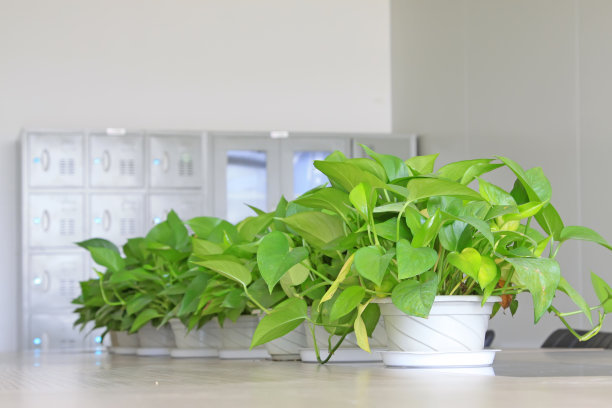 办公室摆件水培植物,办公室水培植物茉莉花