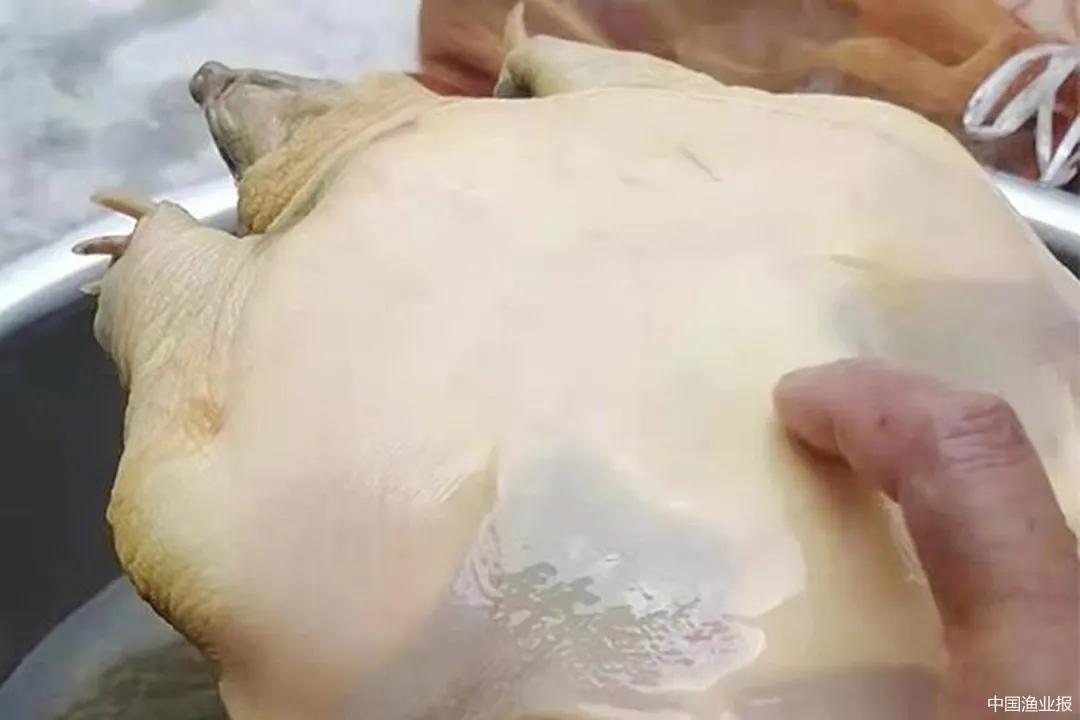 水泥池甲鱼冬眠,甲鱼冬天冬眠吗