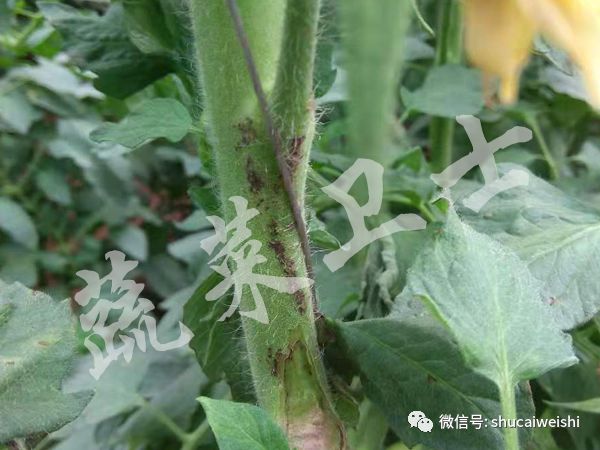 番茄细菌性斑点特别严重怎么办,番茄常见的病害小常识