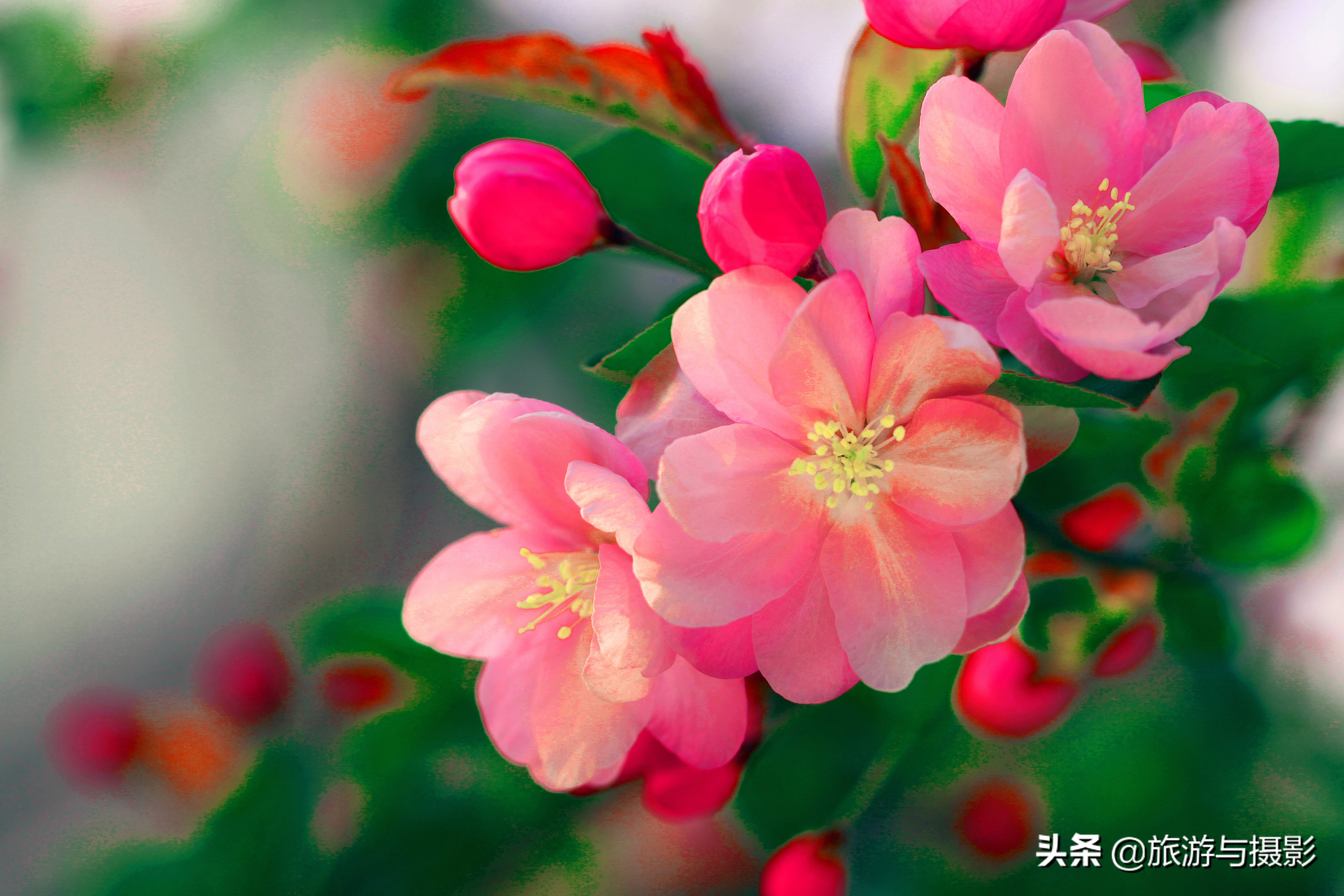 海棠花诗七绝,南宋海棠花图古诗