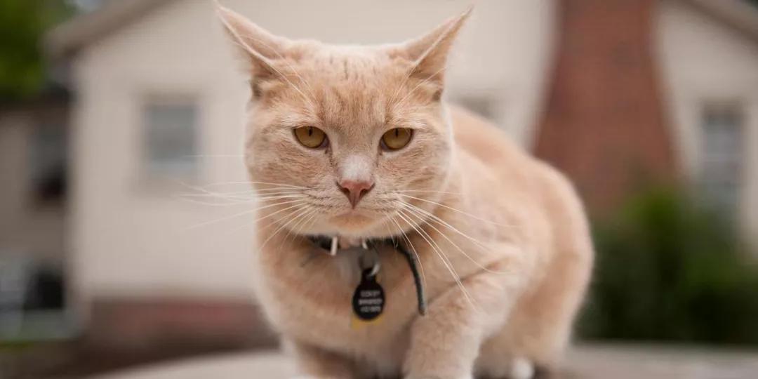 铲屎官不能不知道的养猫的那些事,养猫脏还是养狗脏