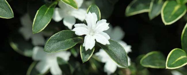 金边六月雪黄叶怎么办,六月雪干尖黄叶的原因