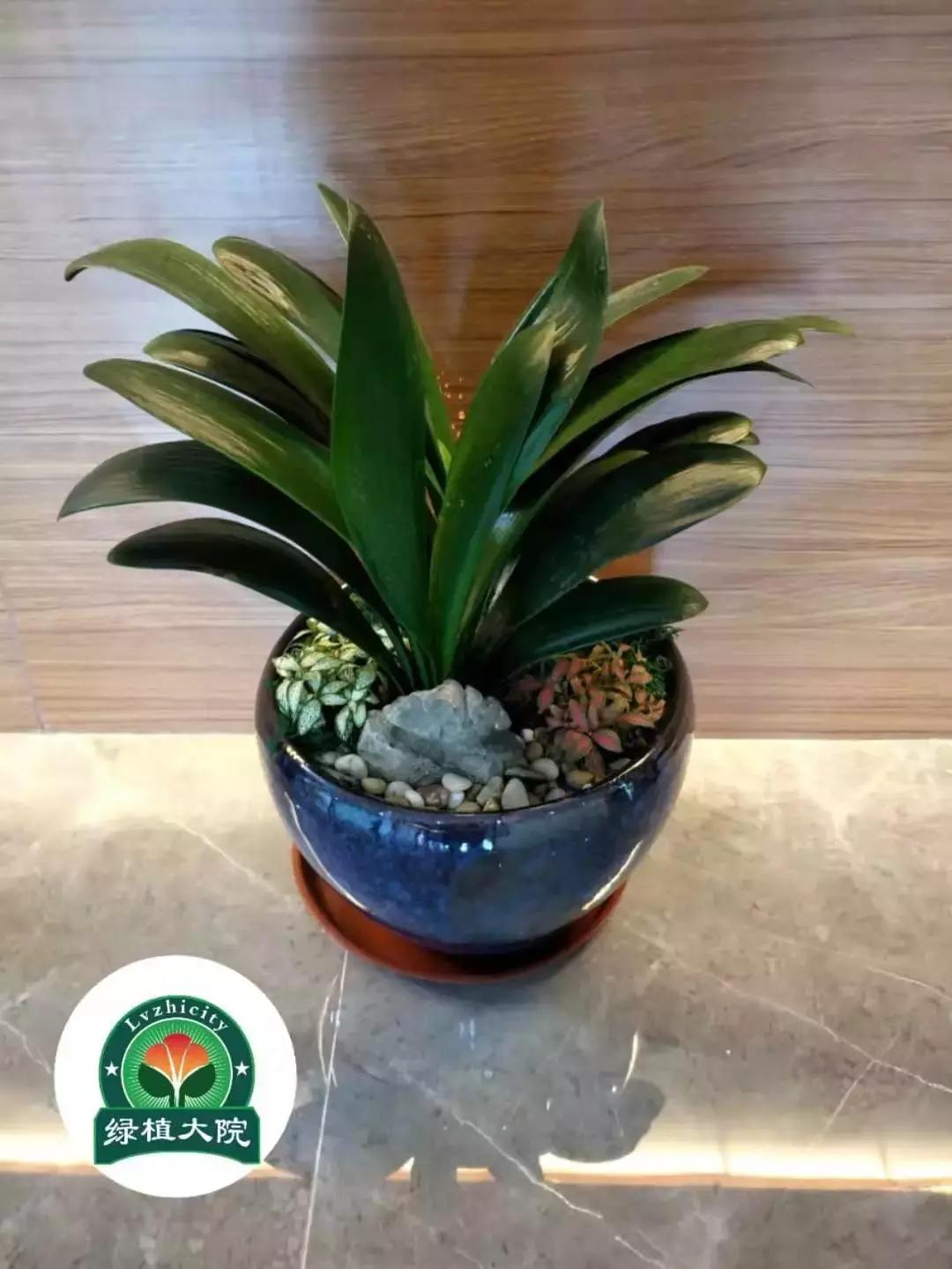 君子兰盆栽几月份换盆最好,绿植君子兰换土时间及方法