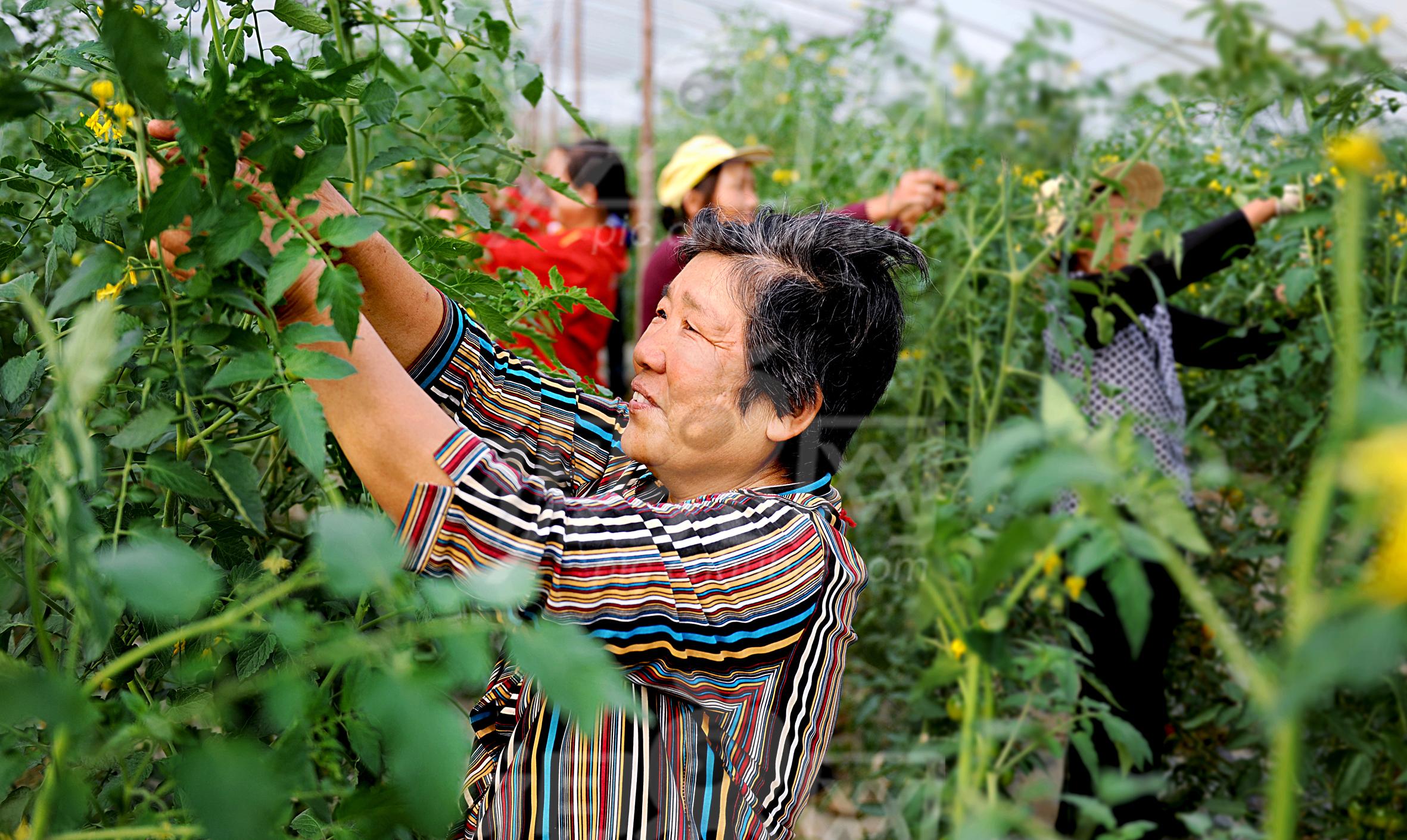 番茄裂口叶枯,番茄裂口用什么药最好