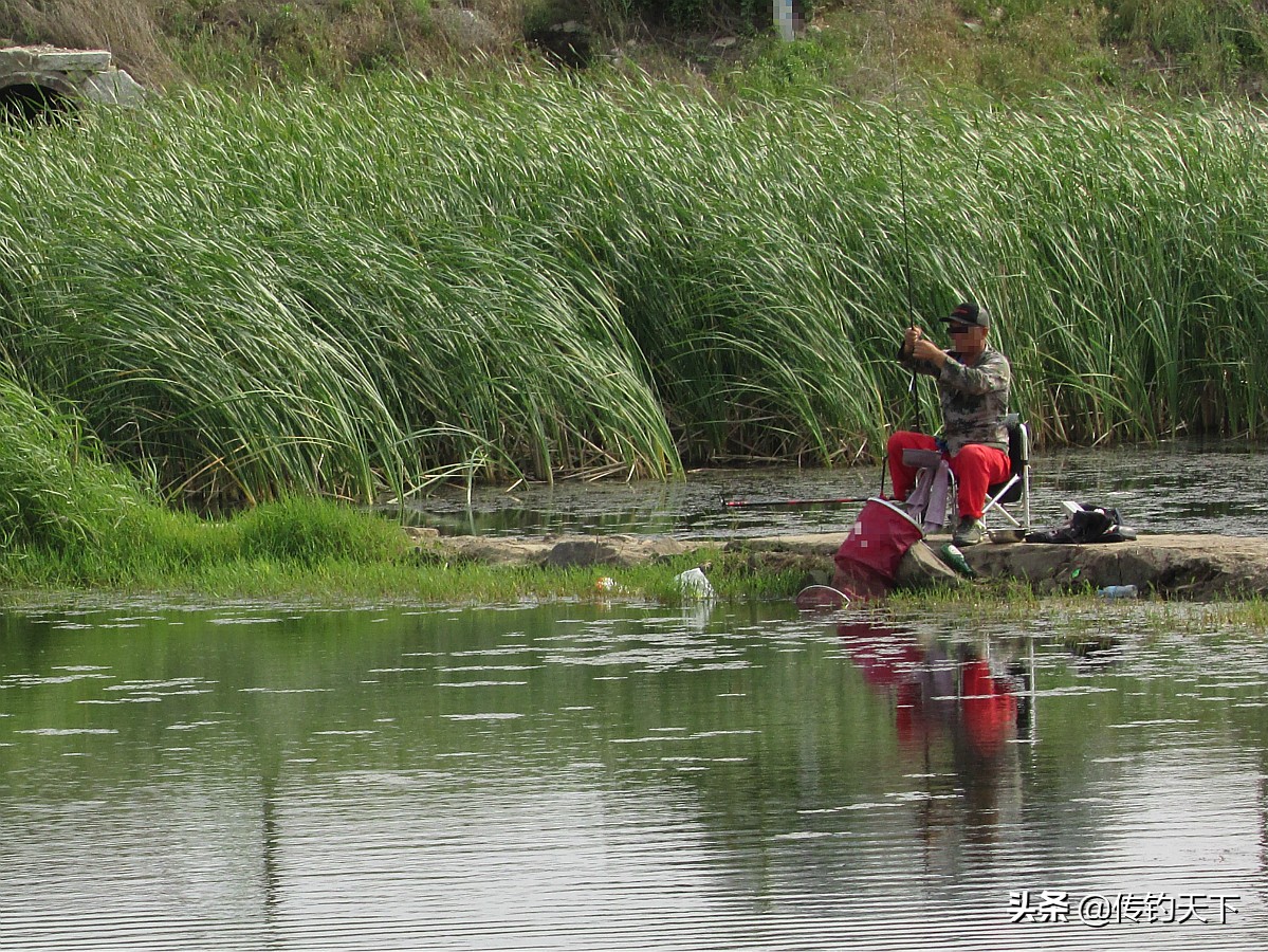 冬钓可用米饭做饵,馊了的米饭打窝钓鱼好用不
