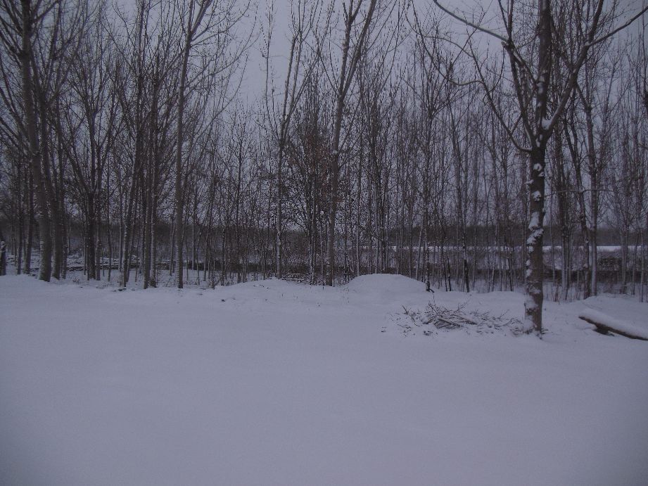 诗歌等一场雪的到来,一场雪的到来