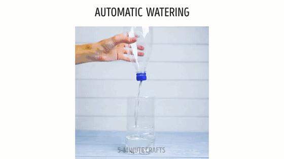 在家怎么无土种菜简单又安全,家庭种菜不用肥料种菜方法