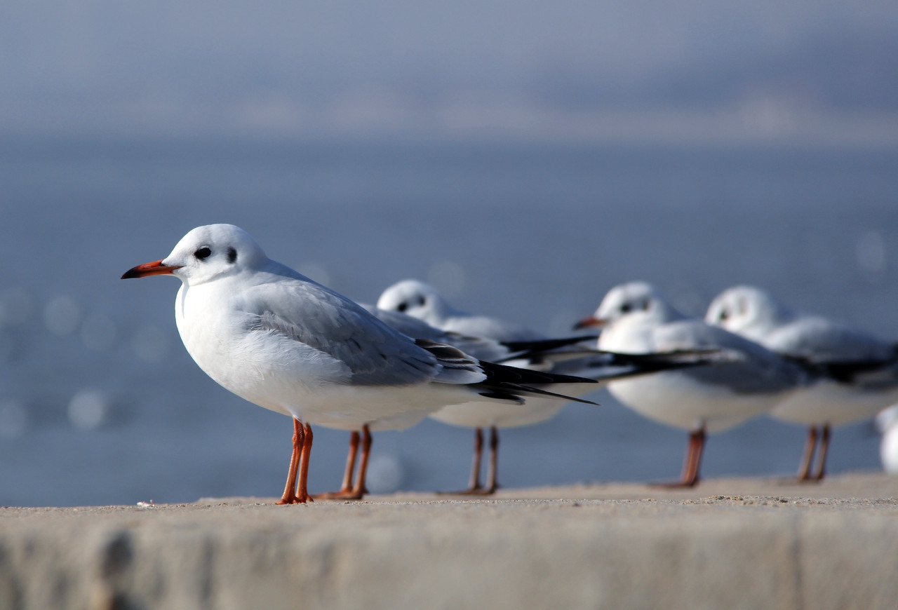 半夜北戴河,夏之海北戴河
