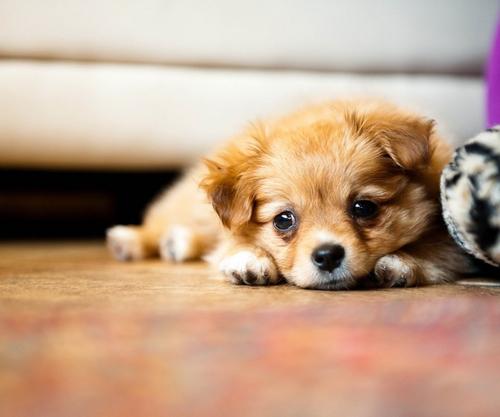 养狗不选“母犬”的几大原因，你知道哪些呢？