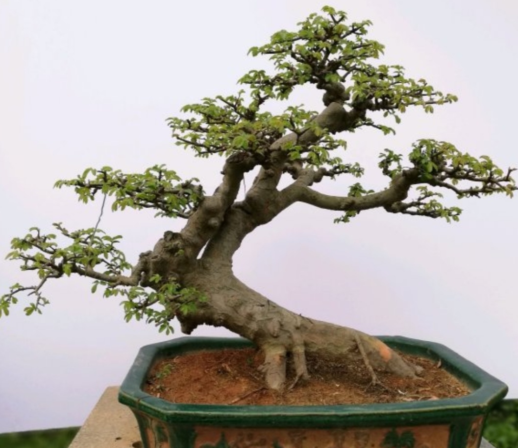 榆树疙瘩怎么制作盆景,榆树老桩丛林式盆景制作