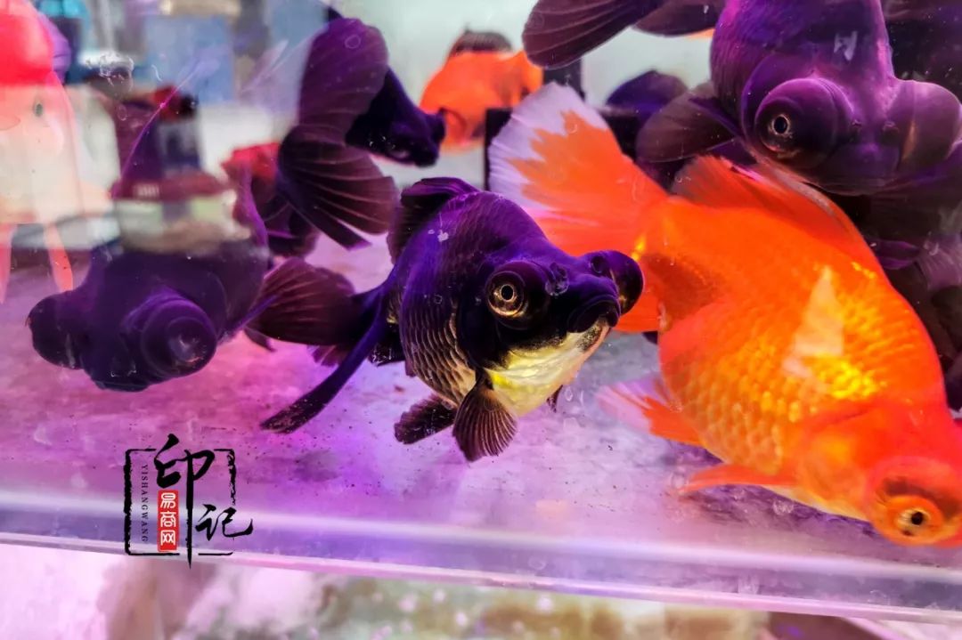 商丘道北花鸟批发市场,商丘花鸟宠物市场