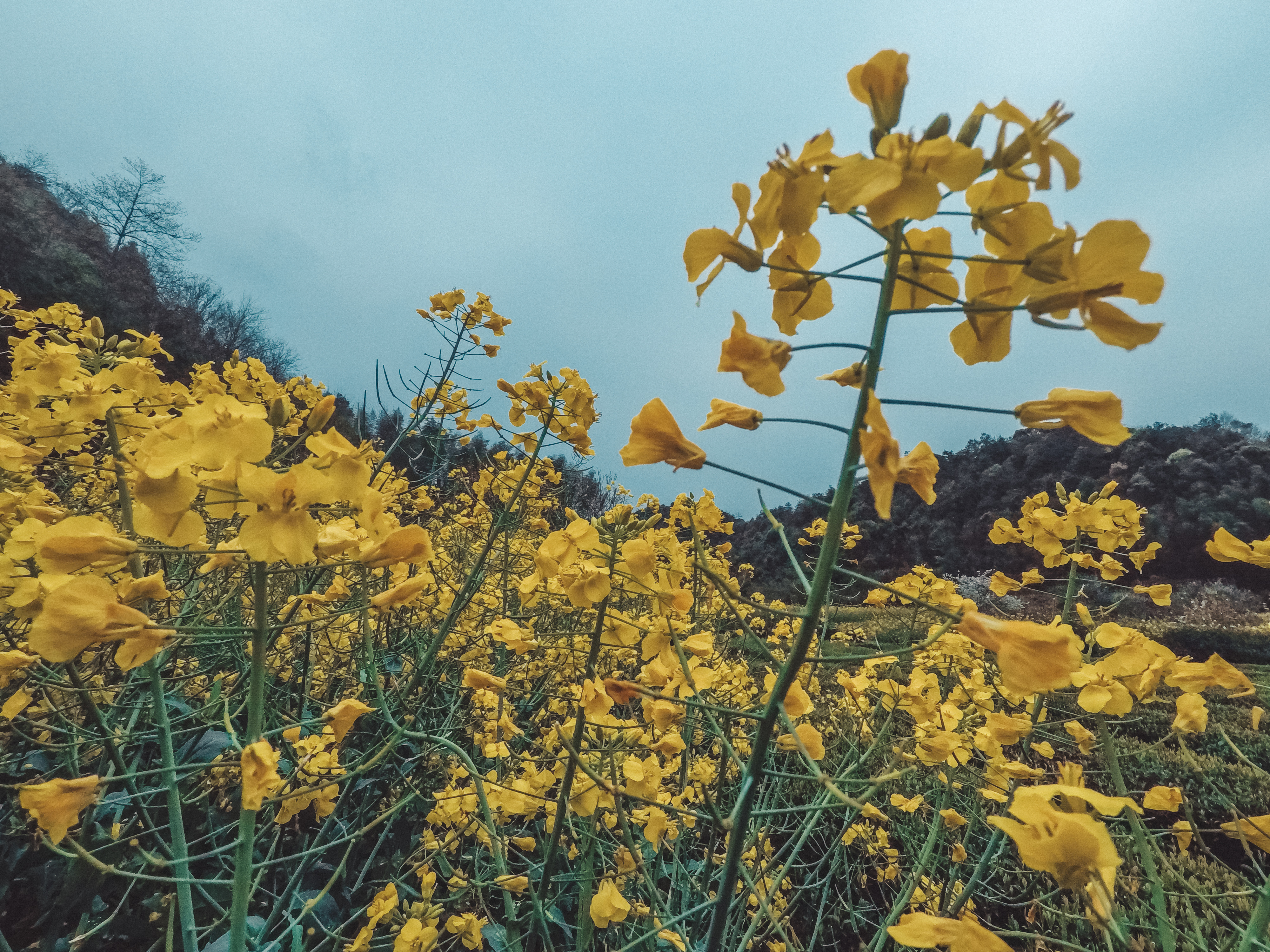 绿水青山的垦殖场