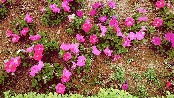 报春花怎么迎接春天,报春花怎么养才能开花