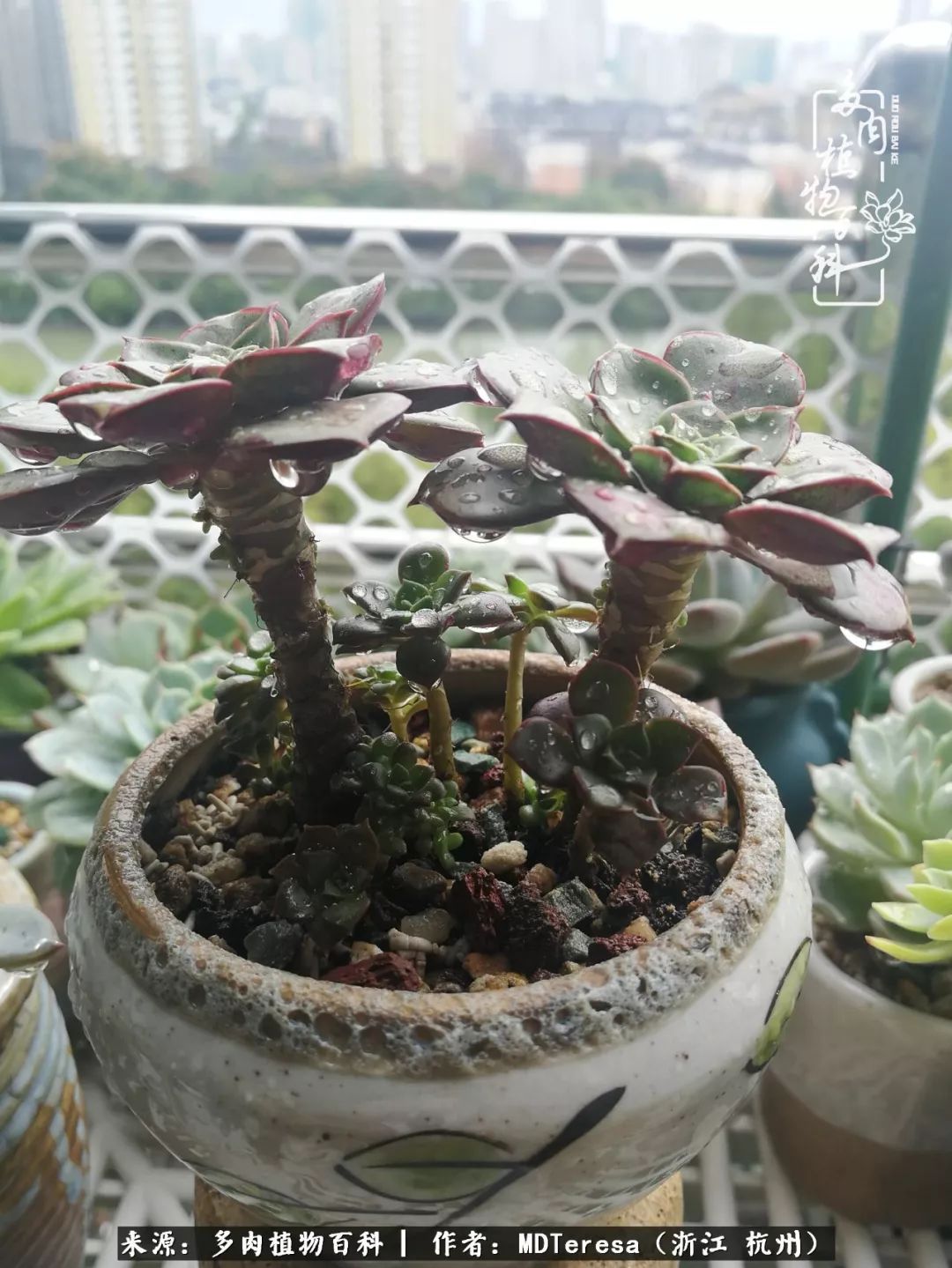 养好能养好的才是王道！期待多肉们的华丽转身