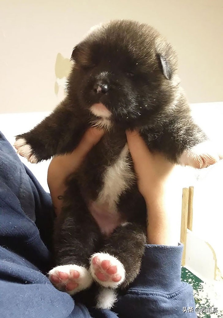 十种最像熊的狗,耳朵像熊的宠物狗