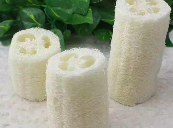 丝瓜养花,老丝瓜有什么用