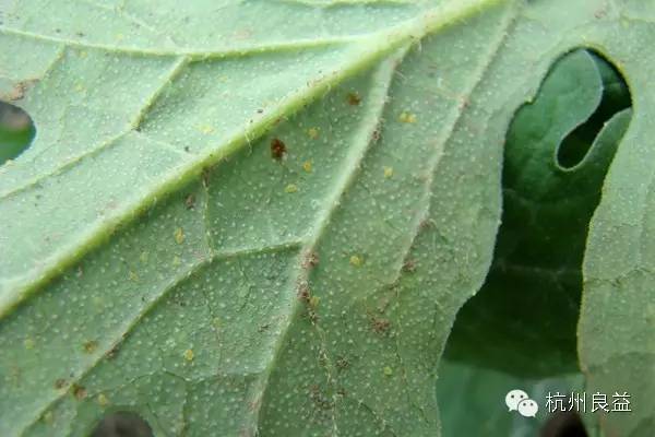 西瓜病虫害一本通表,西瓜红薯种植病虫害防治