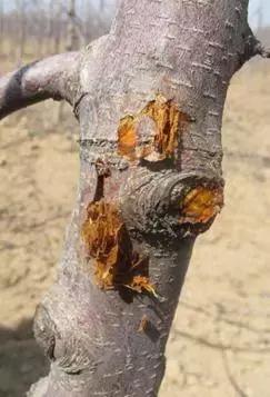 果树清园到底用什么药最好,冬季蜜柚清园管理要点