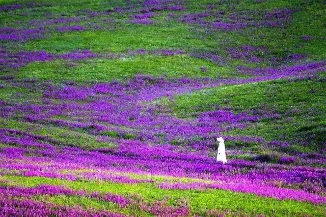 这条最“咸”最彩的公路，治好了我*藏西**的病，解掉了我*疆新**的毒