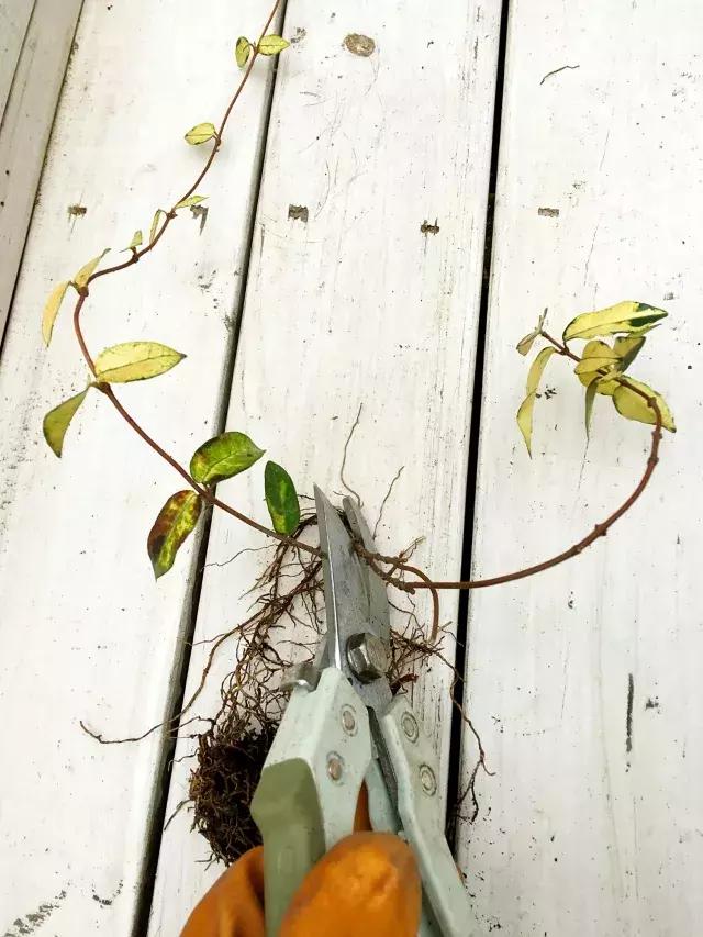 家庭棒棒糖花束制作教程,家庭园艺的制作方法