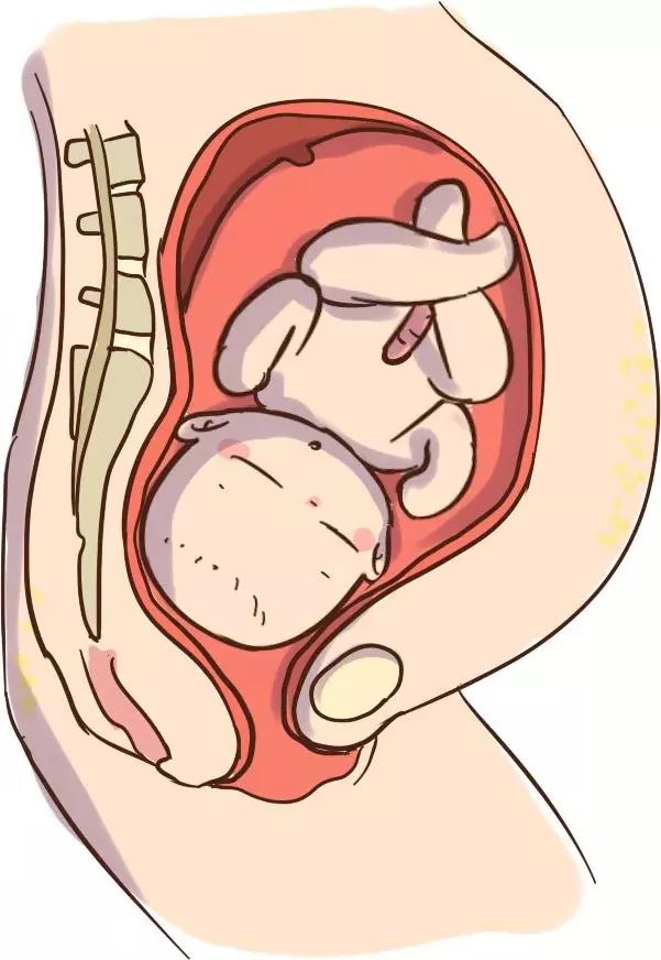每个女人的盆底肌都松驰吗,女性盆底肌位置