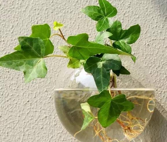 养花水多了烂根怎么办,水培养花水浑浊可以吗