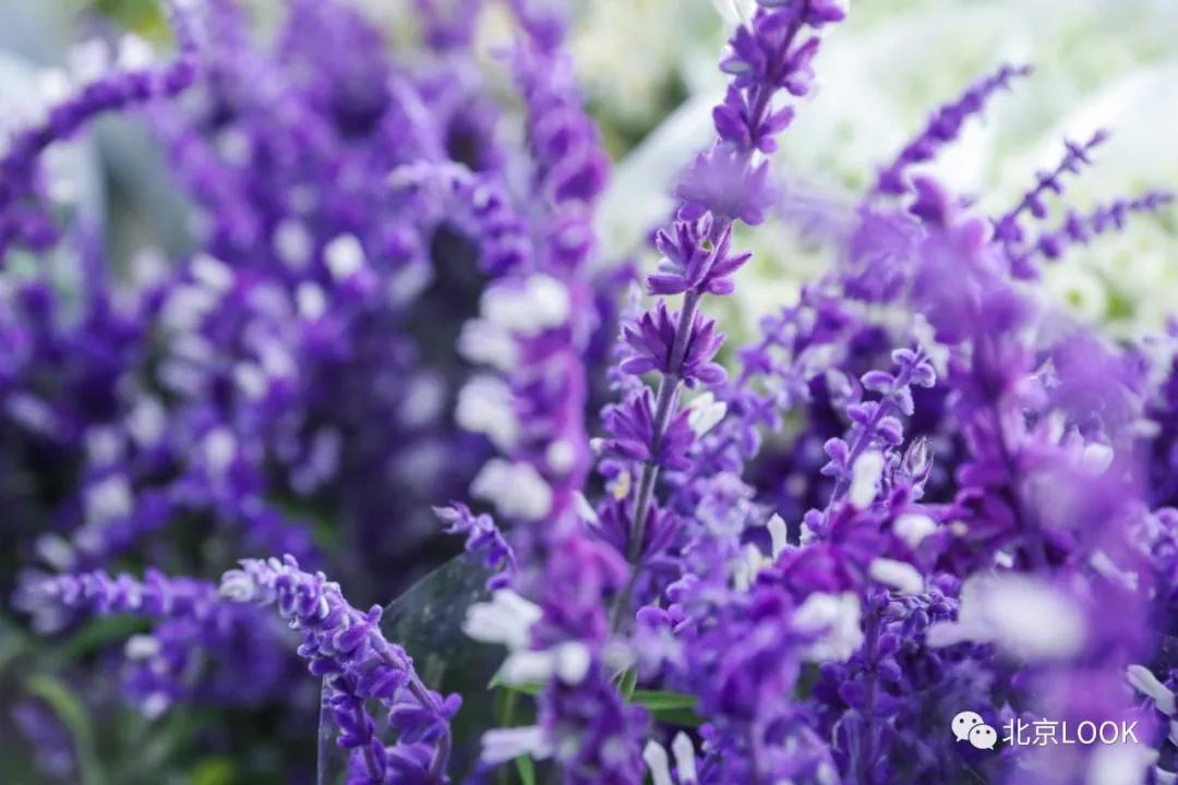 最便宜的北京花市,北京超好逛的花市