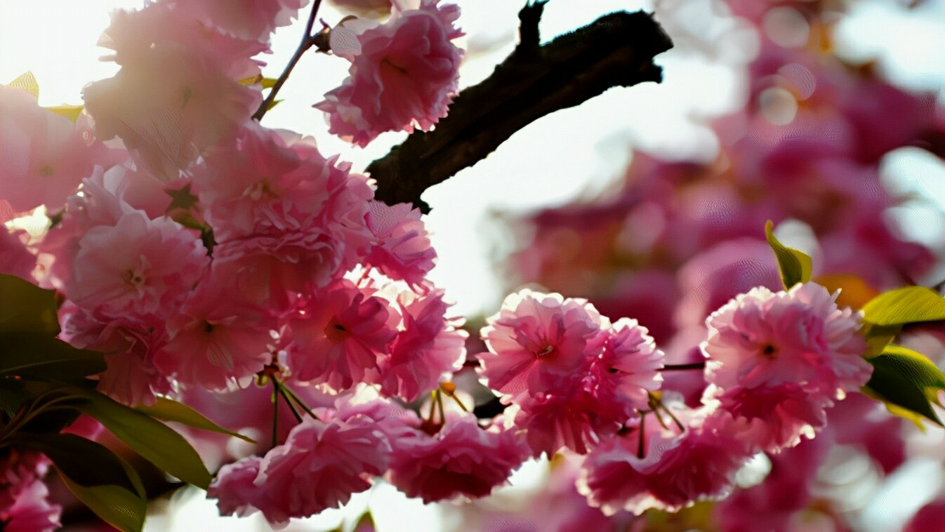 武大的樱花和东湖的樱花,重邮樱花和武大樱花
