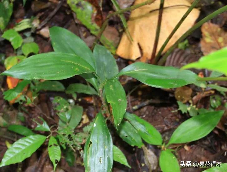 龙血树原材料,龙血树人工驯化史