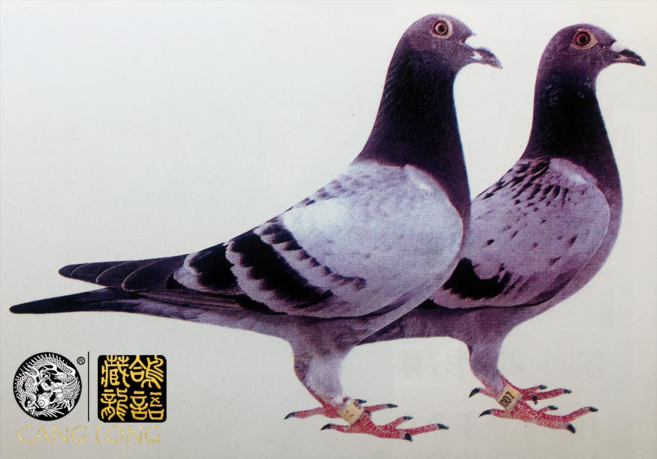 荷兰信鸽名家谈养鸽,荷兰赛鸽名家种鸽