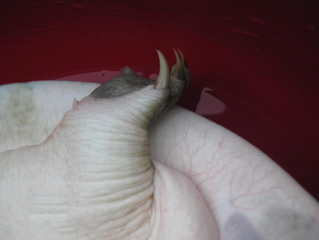 野生甲鱼的生活习性及钓法,20斤的野生甲鱼多少年能长这么大