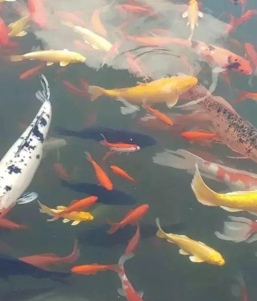 昆明必去的9个烧烤,昆明周边十个烧烤胜地