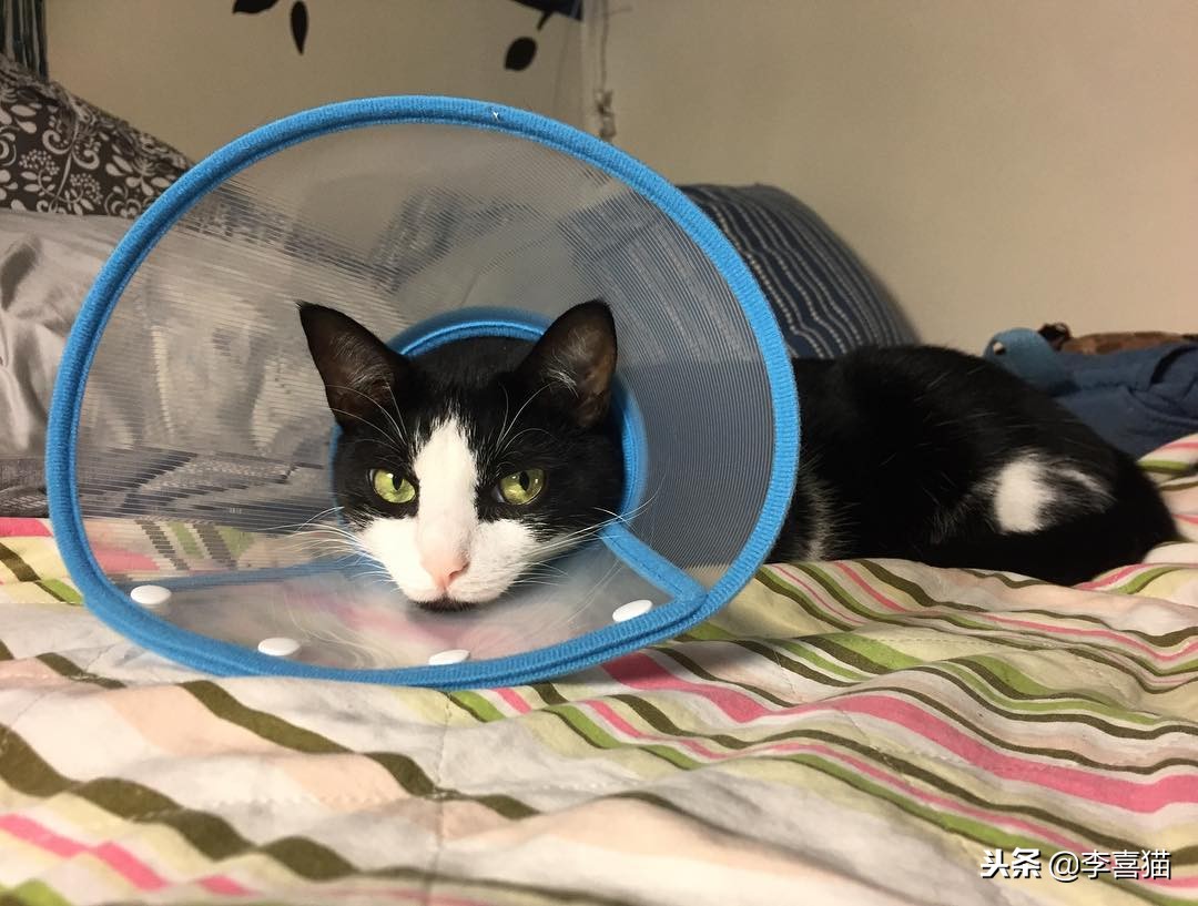 猫咪做完绝育有什么要注意的,猫咪做绝育手术后的注意事项