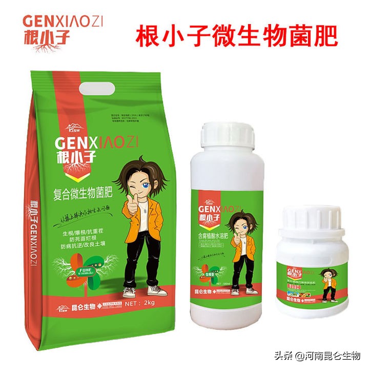 洋葱膨大期烂根用什么药,种植洋葱怎样防止烂根