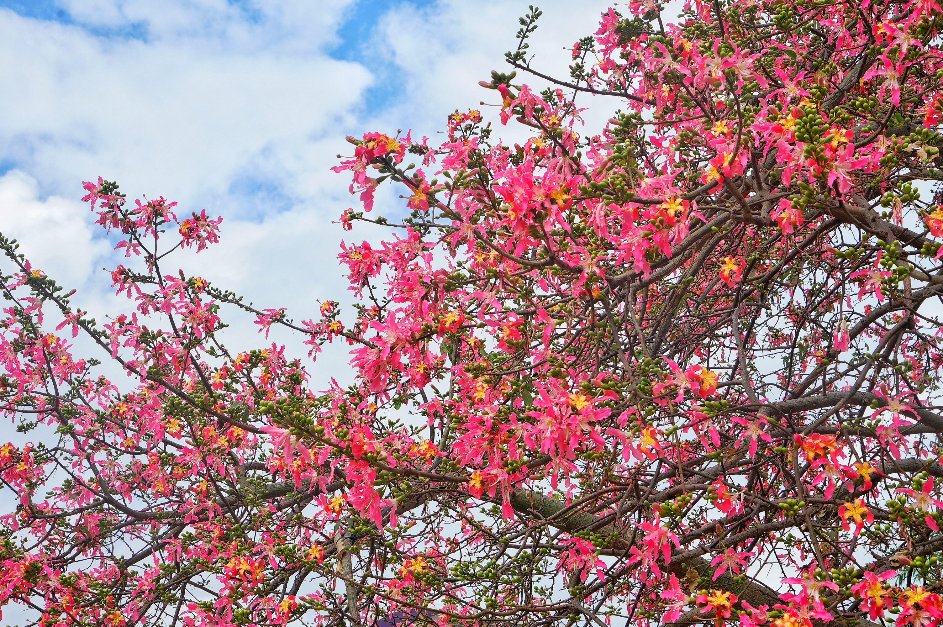 广州粉色浪漫花海,广东秋天粉色花海