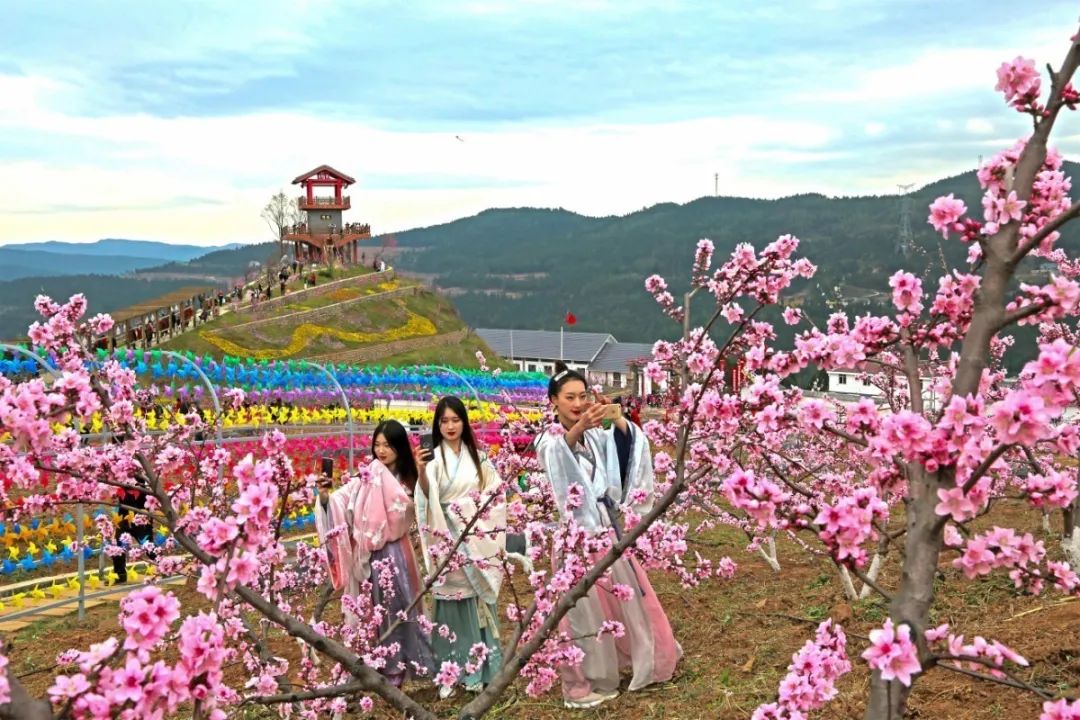 阳春3月桃花与油菜花交相辉映,三月的油菜花和樱花好看吗
