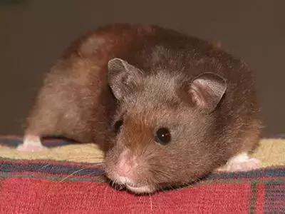 仓鼠种类大仓鼠,仓鼠的详细资料仓鼠的种类