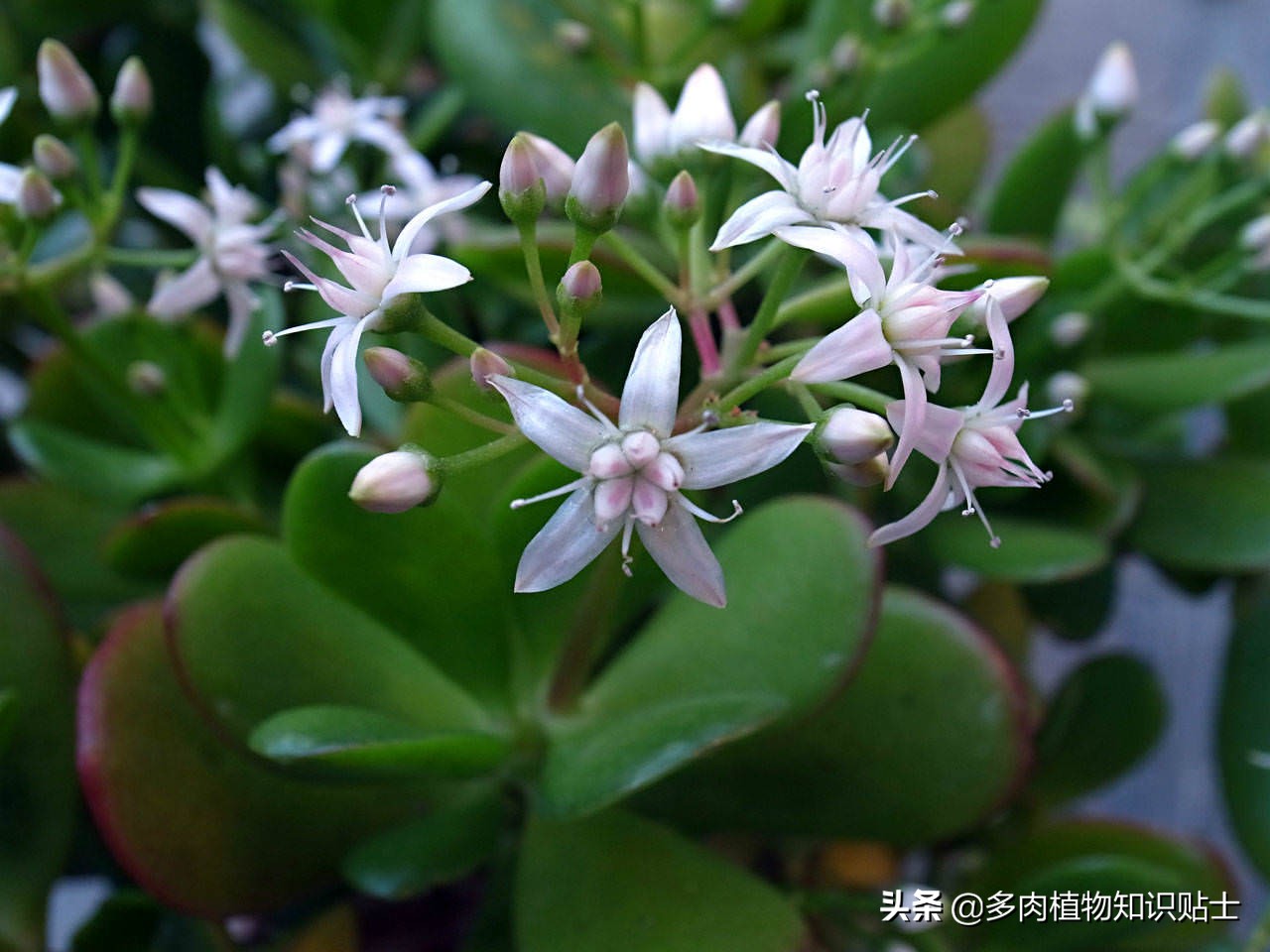 玉树会生什么病,玉树有黑斑病怎么治