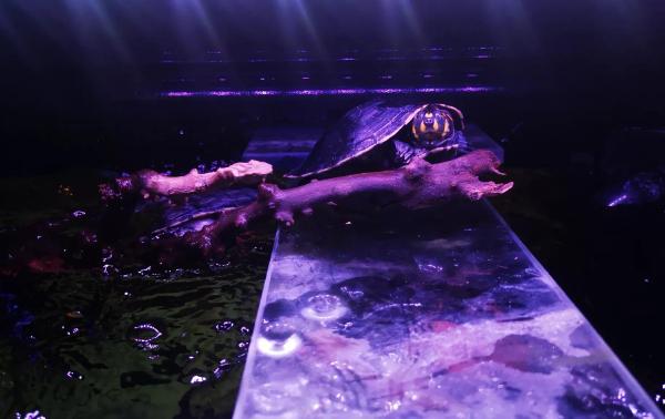 黄头侧颈龟在鱼缸怎么养，为什么老是养不活，鱼缸只适合养鱼吗？